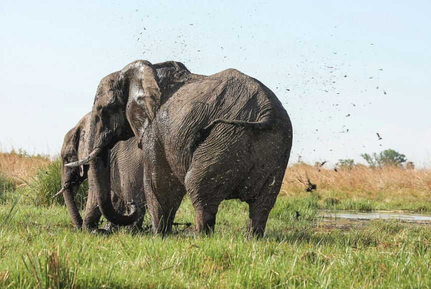 South Africa Elephants