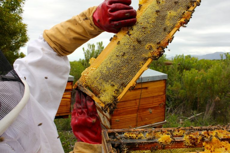 Grootbos Honey
